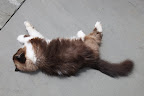 Why do I have the feeling that if I just lie here, everything will work out for me.