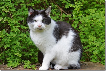 Adult black and white cat sitting on garden bench