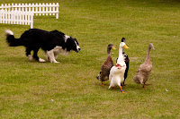 Kineton Quackers