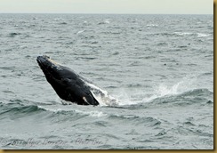 Whale Watch  _ROT3980   NIKON D3S June 02, 2011