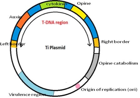 Ti plasmid