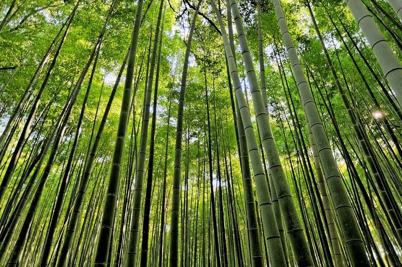 Foto Keindahan Hutan Bambu Sagano di Jepang