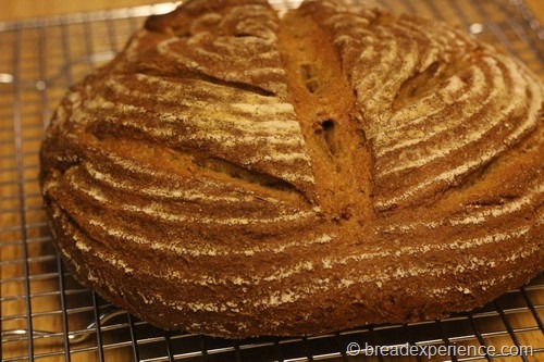 einkorn-bread-sponge31