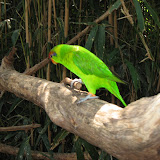 A lorikeet at the Nashville Zoo 09032011e