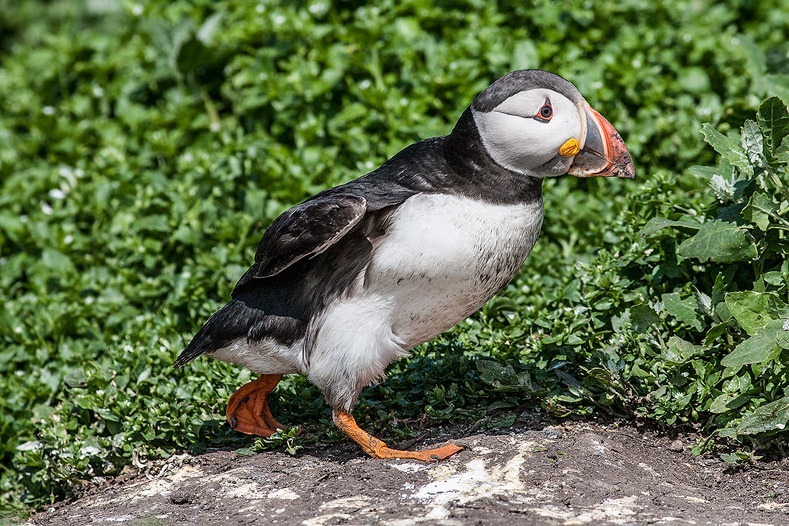 Farne Island Puffin