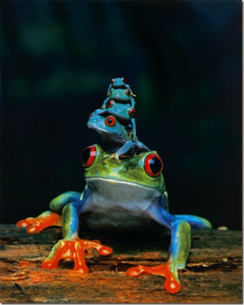 Blue-Tree-Frogs