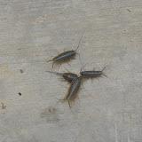 Una mena de bitxo molt abundant a Yehliu