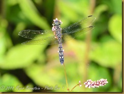 Blue Dasher femaleD7K_0352 NIKON D7000 July 20, 2011