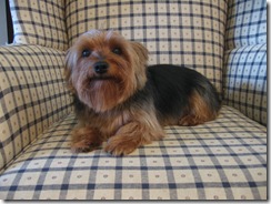 Grooming before and afters 007