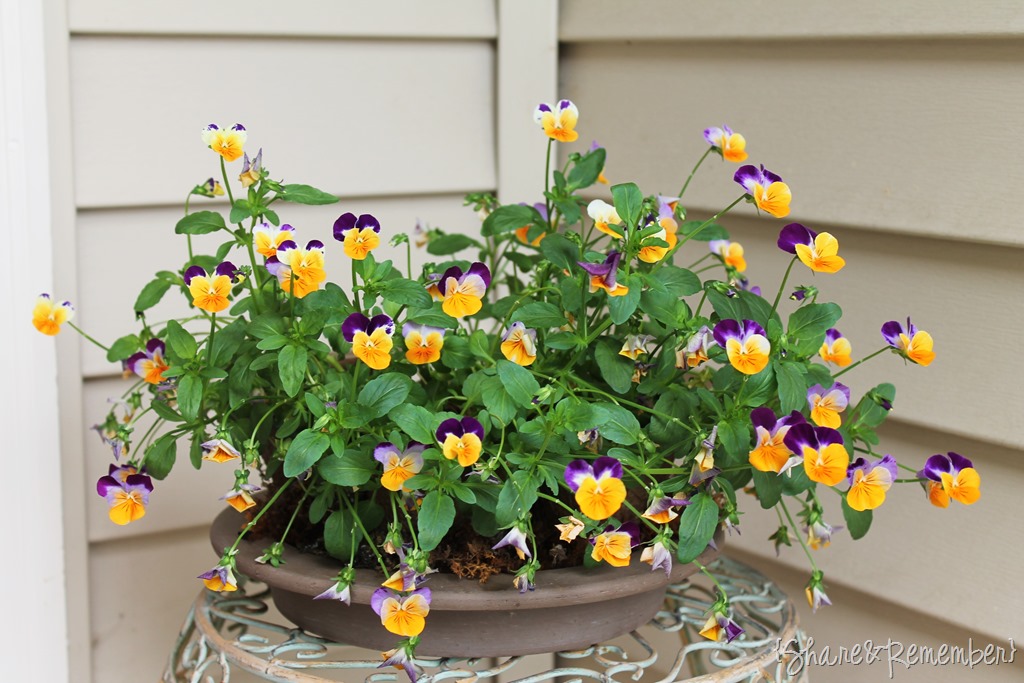 [small%2520pansies%255B3%255D.jpg]