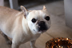 What?  G.K. is going to another show?  I thought he was done with all of that!  He already won big time at Westminster.  What more does he need to prove?