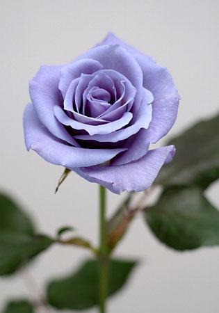 [blue-rose%255B5%255D.jpg]