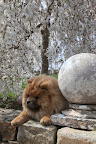After all that touring around, I'm ready for a nap back under the weeping cherry tree.  Catch you later.