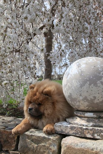 After all that touring around, I'm ready for a nap back under the weeping cherry tree.  Catch you later.