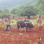 men with oxen.jpg
