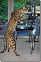 savannah cat 1