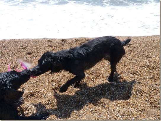 2013-05-05 seaside and doglies 006