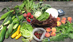 This week's bounty: Swiss chard, kohlrabi, cabbage, cukes, zukes (including yellow ones), beets, lettuce, basil, dill, corn, cherries, blueberries, and peaches. Oh, my! This week's bounty: Swiss chard, kohlrabi, cabbage, cukes, zukes (including yellow ones), beets, lettuce, basil, dill, corn, cherries, blueberries, and peaches. Oh, my!