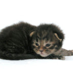 Castle Rock Sister Midnight makrel3.jpg
