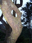 oregon_coast