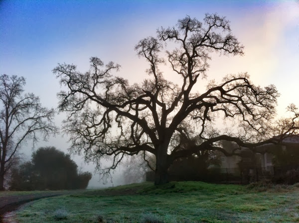 fog tree