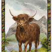 Vache.jpg