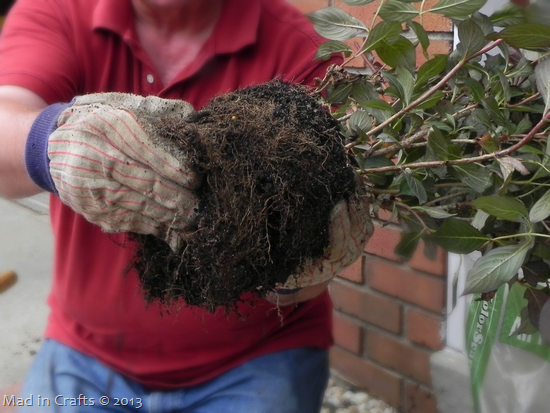 Break Up Root Ball Break Up Root Ball