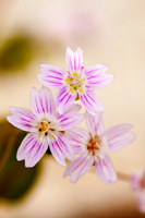 blomster3 blomster3