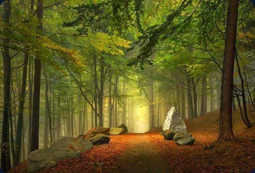 Enchanted-Forest-Bavaria-Germany-620x422 Enchanted-Forest-Bavaria-Germany-620x422