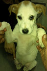 KIERI hembra de 2 meses muy amorosa