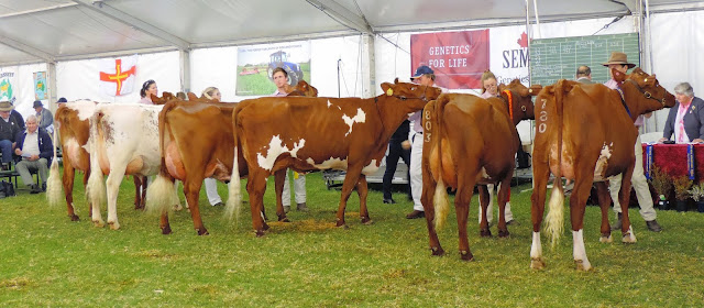 Cow, 2 & half years old, in milk. WN & CA Doecke, Springvale Thelma 54..jpg