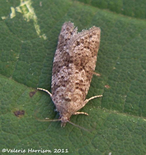 [Flax-tortrix-Cnephasia-asseclana2.jpg]