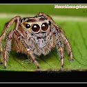 Salticidae Jumping Spider