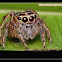 Salticidae Jumping Spider