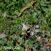 Lycaenidae%25252c%252520talicada%252520nyseus%25252c%252520red%252520pierrot