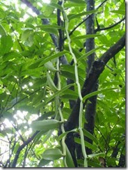 vanilla vine clinging to cocoa tree