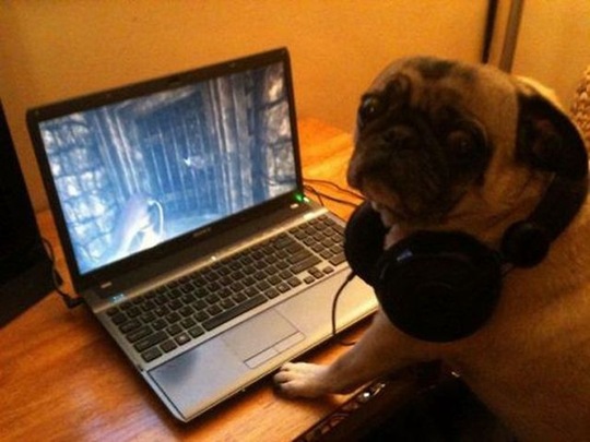 [funny-animals-cute-35%255B2%255D.jpg]