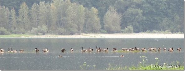 Geese on the emerging flats