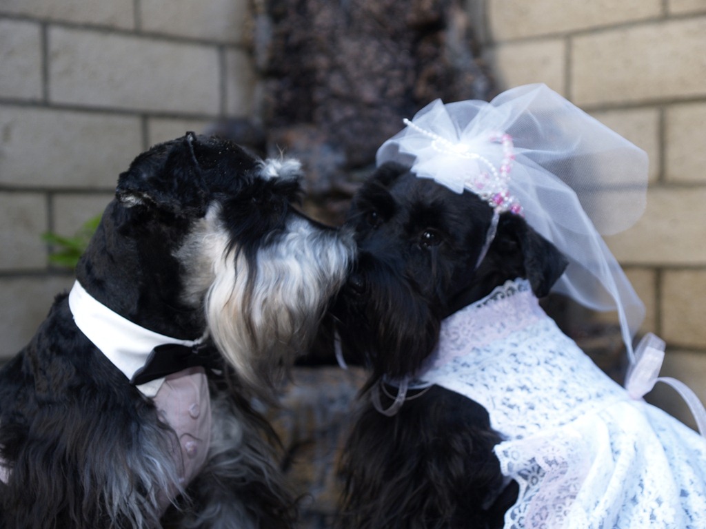 [wedding2_jpg%2520%25282%2529%255B4%255D.jpg]