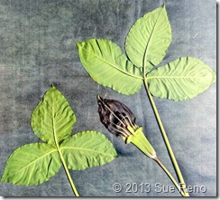 Sue Reno, Jack In The Pulpit. Work In Progress 6