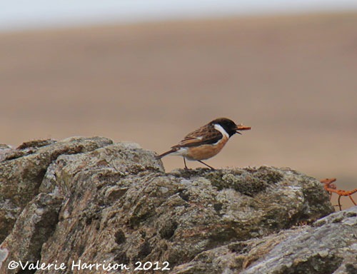 [49-stonechat-and-emperor%255B2%255D.jpg]