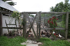The lamb was right!  Color at the chicken coop!