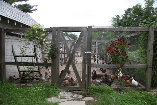 The lamb was right!  Color at the chicken coop!