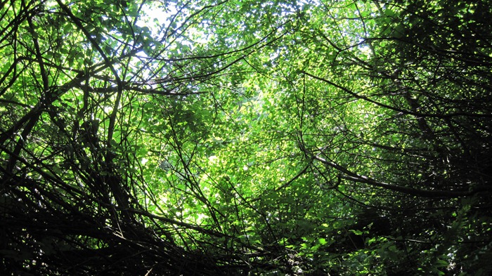 green leaves