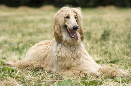 Afghan-Hound-2-picture