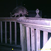 Racoon 016.JPG