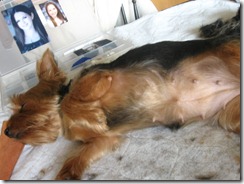 Grooming before and afters 011