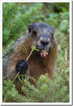 groundhog