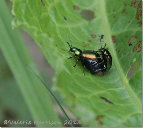 49-green-dock-beetles-mating