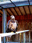 Baby Bald Eagle (2 years old)